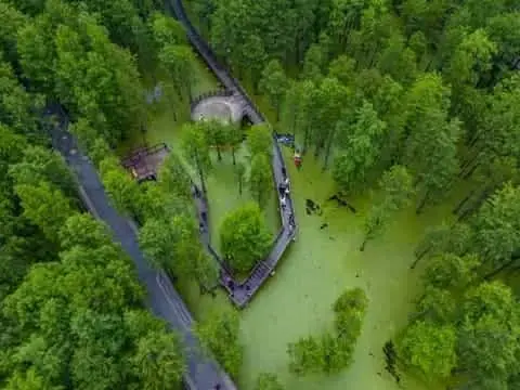 Кипарисовый водный лес на озере Циншань (Циншаньху) в Ханчжоу