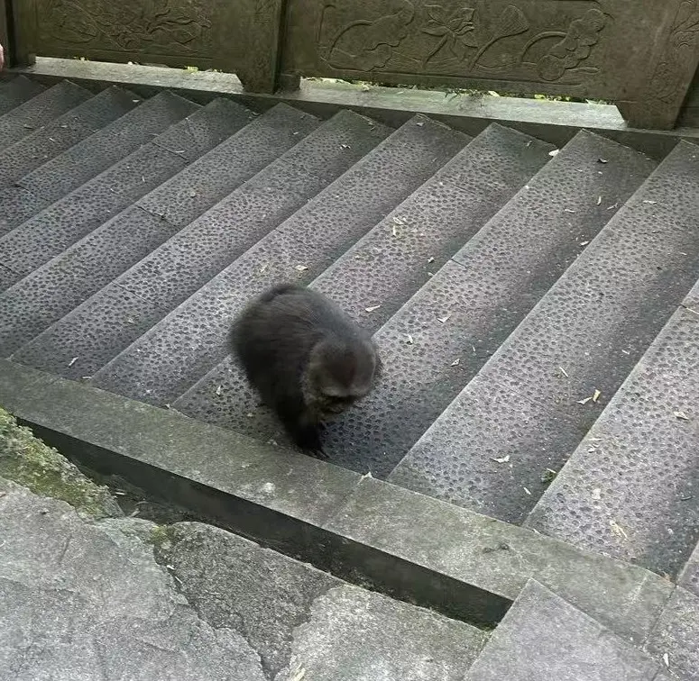 Синсин на лестнице