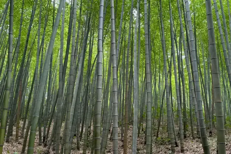 Замёрзший водопад –江南哈尔滨