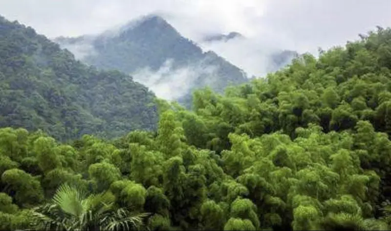 Панорама горного массива 大盘山 (Dapan Mountain) — зелёные вершины и туманные долины