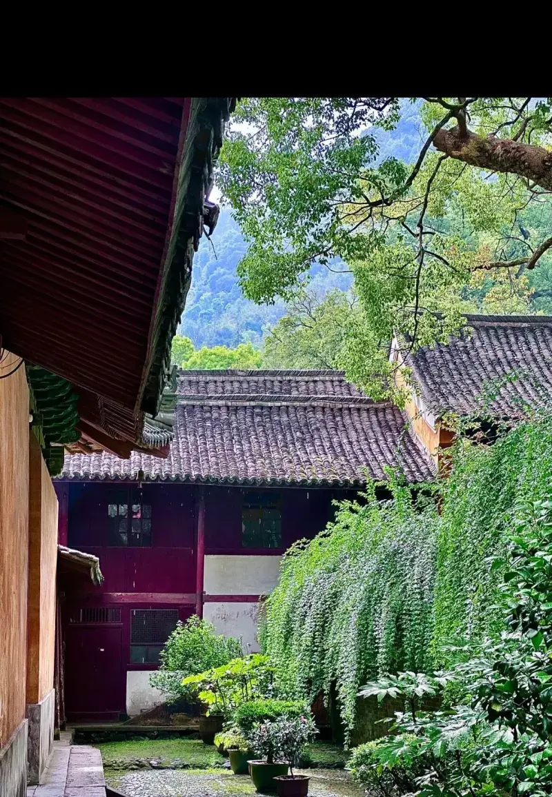 Чайные плантации Тяньтай (天台云雾茶)