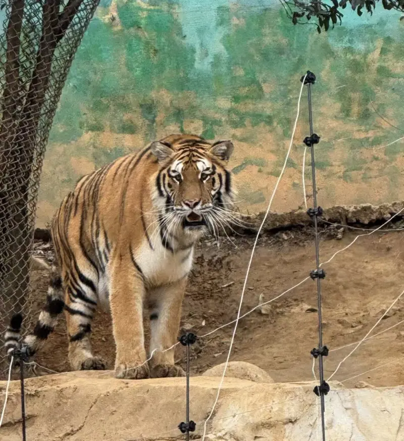 Longemont Animal World — жирафы и сафари-автобус