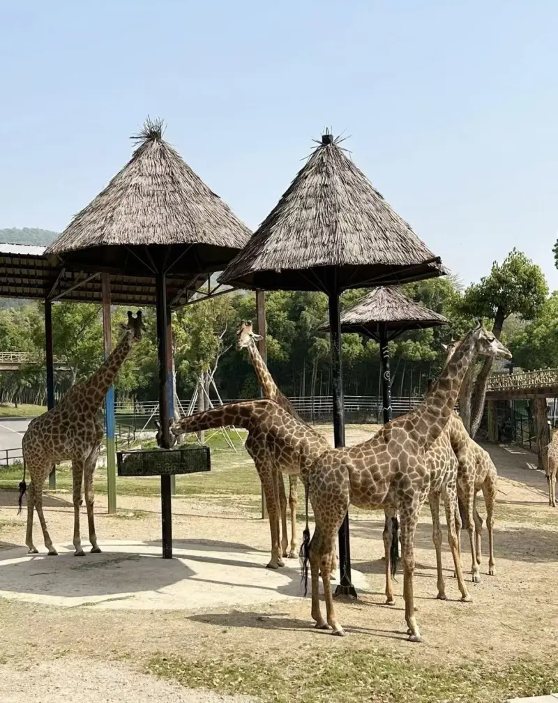 Шоу морских львов в Longemont Animal World