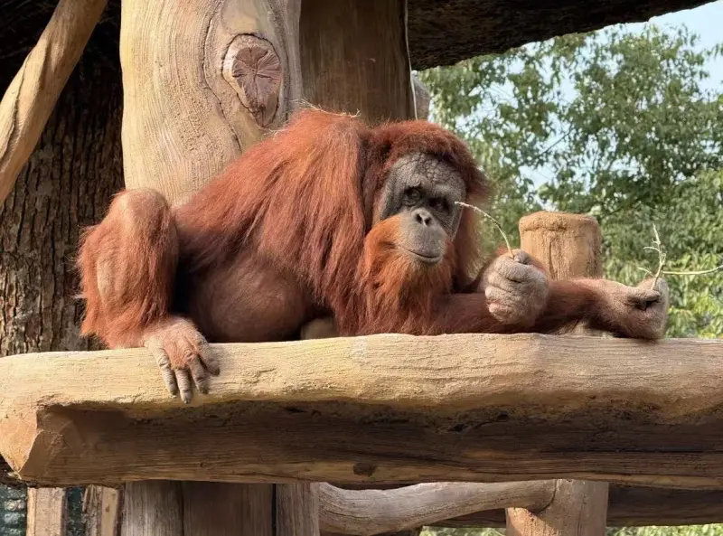 Шоу слонов