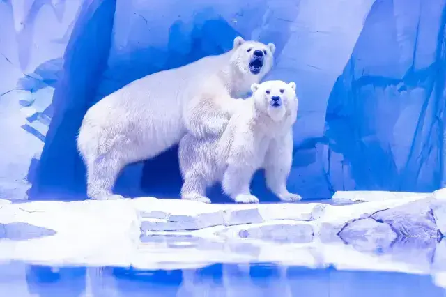 Арктический музей