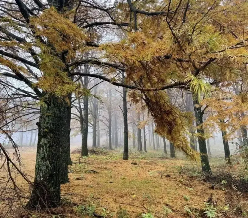 Старая каменная тропа в лесу