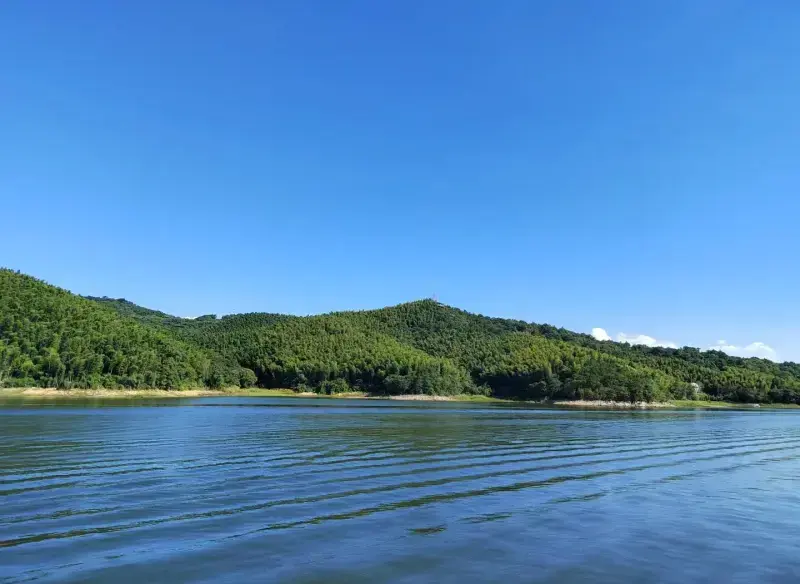 Бамбуковое море Наньшань – бескрайний бамбуковый лес
