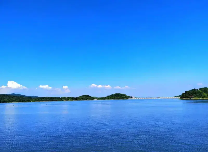 Большая панда в бамбуковом лесу