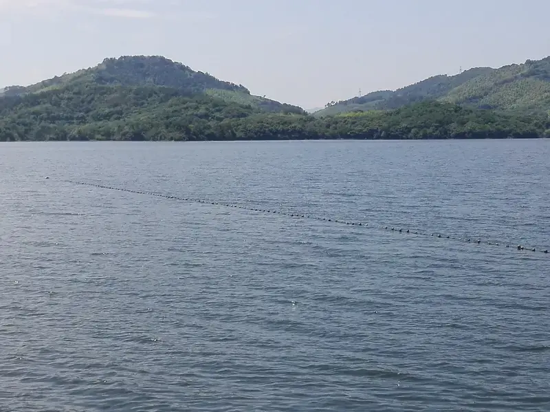 Панорама бамбукового моря с вершины