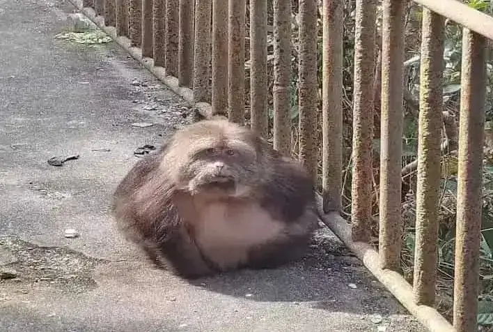 Древний город Цяньтун (前童古镇)