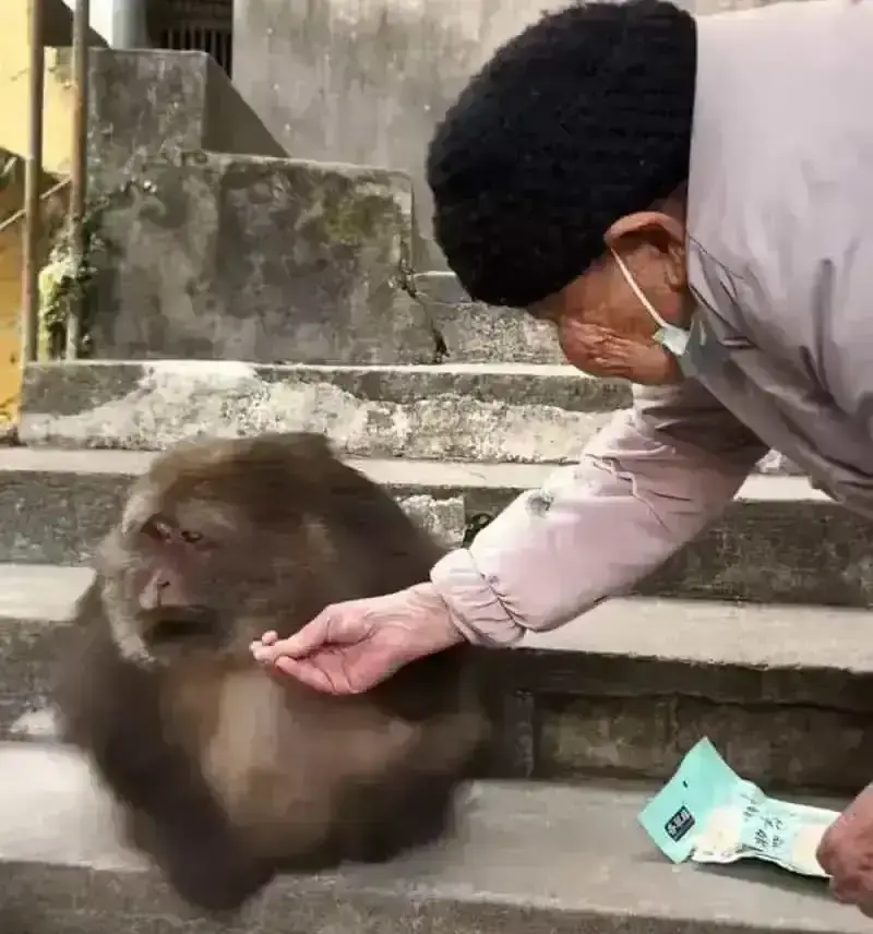 Обезьянка Синсин